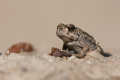 Bufotes viridis sitibundus