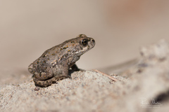 Bufotes viridis sitibundus