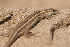 Ophisops elegans