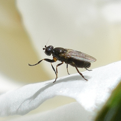 Lotophila atra photo 5