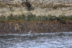 Carpophyllum angustifolium