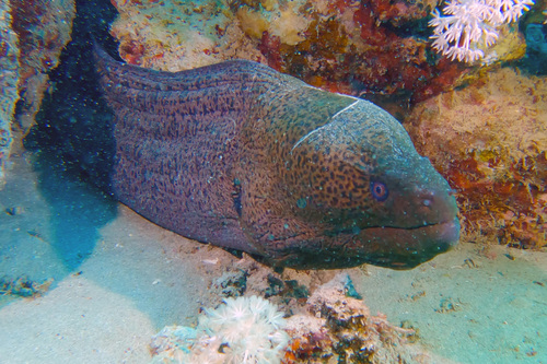 Giant Moray — seen at this dive site