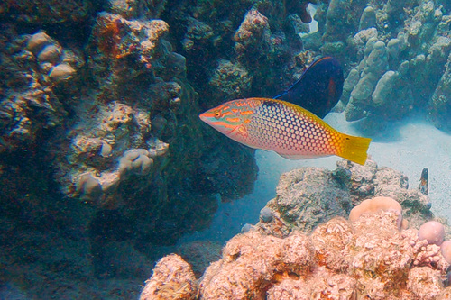 Checkerboard Wrasse — seen at this dive site