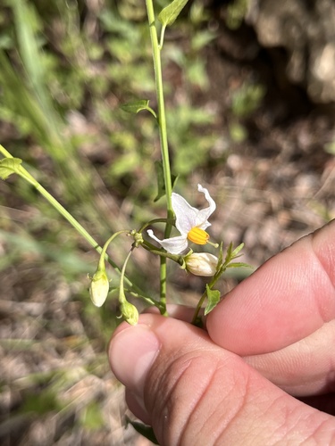 Texas nightshade (Solanum triquetrum)