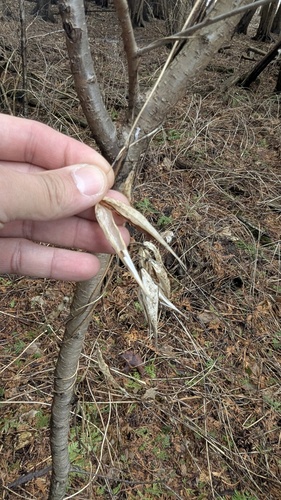 European swallow-wort (Vincetoxicum rossicum)