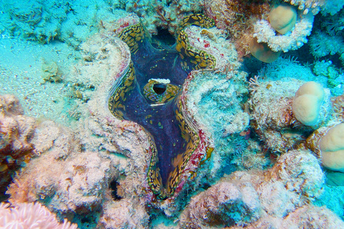 Tridacna squamosa