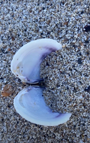 Ruditapes philippinarum observed 2020-04-03