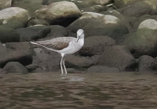 iNaturalist: (c) mmkimberly, some rights reserved (CC BY-NC), uploaded by mmkimberly iNaturalist image