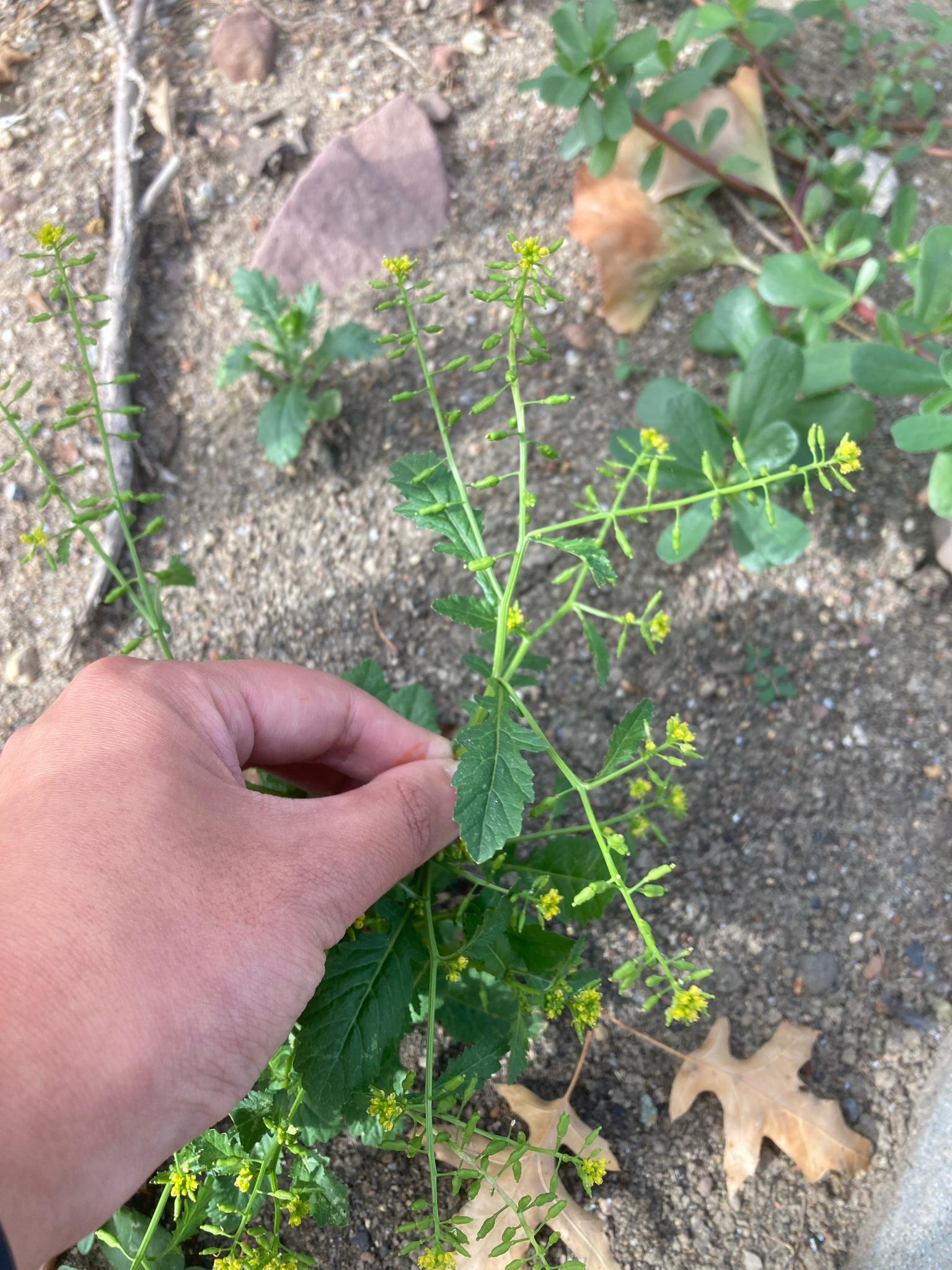 Marsh Yellow-Cress (Rorippa palustris)