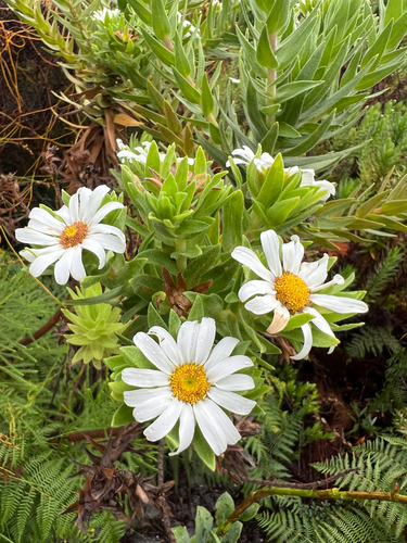 Swamp Daisy (Osmitopsis asteriscoides)