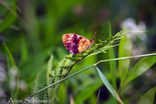Marbled Fritillary, Hirstein, 66640 Namborn, Germany, photo 7 of 10