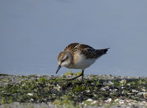 iNaturalist: (c) Światopelk Smoczyński, some rights reserved (CC BY-NC), uploaded by Światopelk Smoczyński iNaturalist image