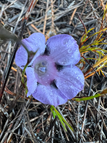 Spotty Bell (Roella maculata)