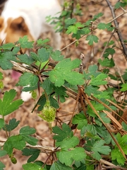 Ribes echinellum