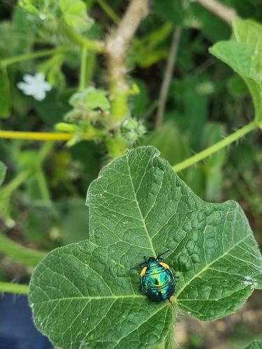 Torrid Jewel Bug