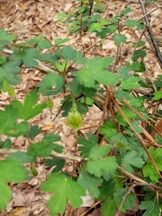 Ribes echinellum