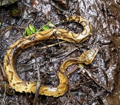 Bothrocophias microphthalmus