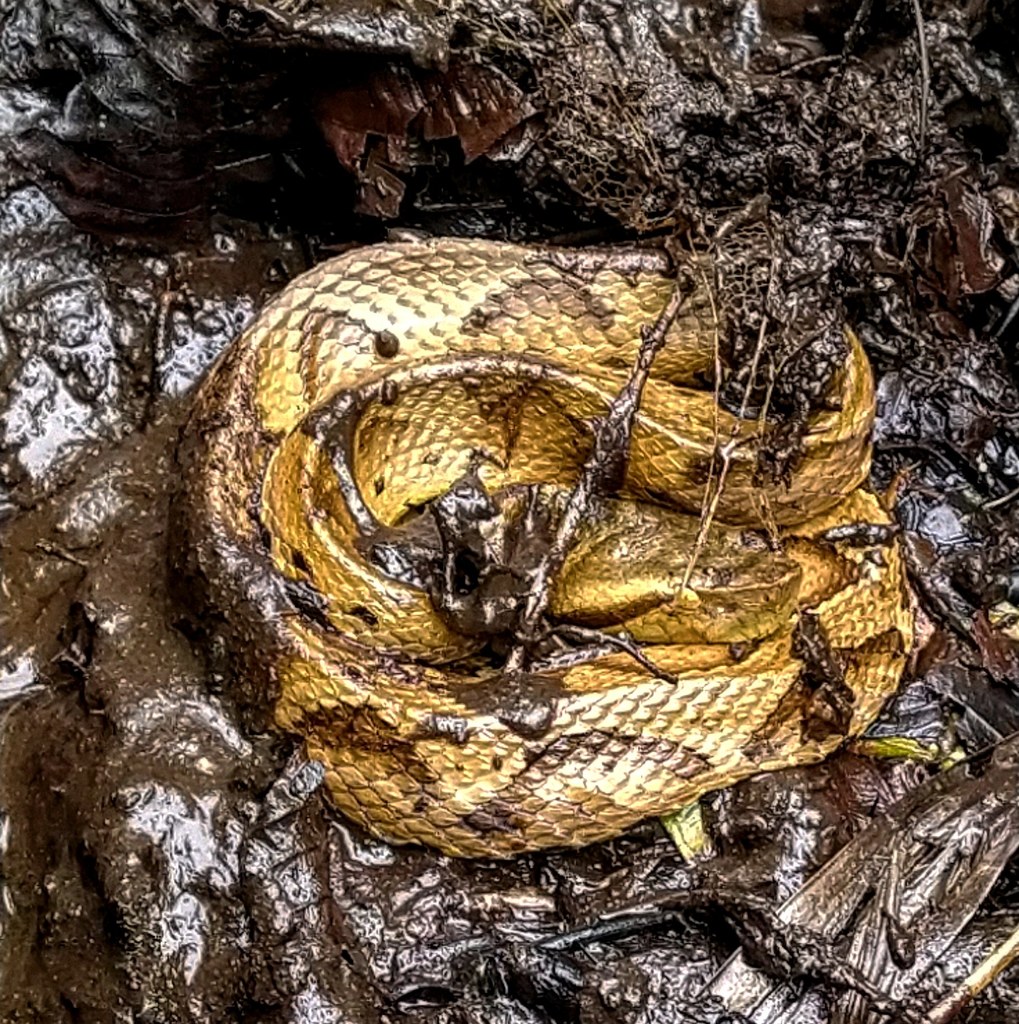 Small-Eyed Toad-Headed Pit Viper