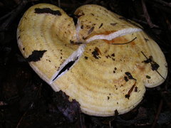 Multifurca stenophylla