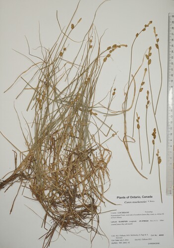 Carex mackenziei iNat (2)
