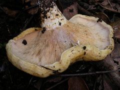 Multifurca stenophylla