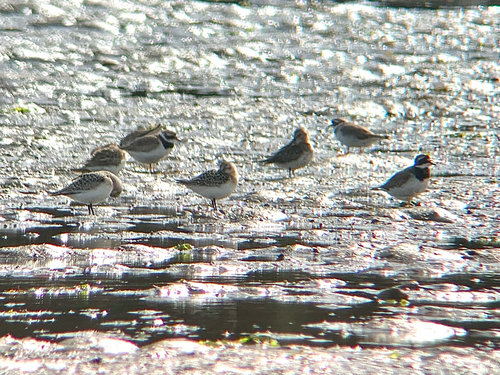 iNaturalist: (c) bitsnbirds, some rights reserved (CC BY-NC), uploaded by bitsnbirds iNaturalist image