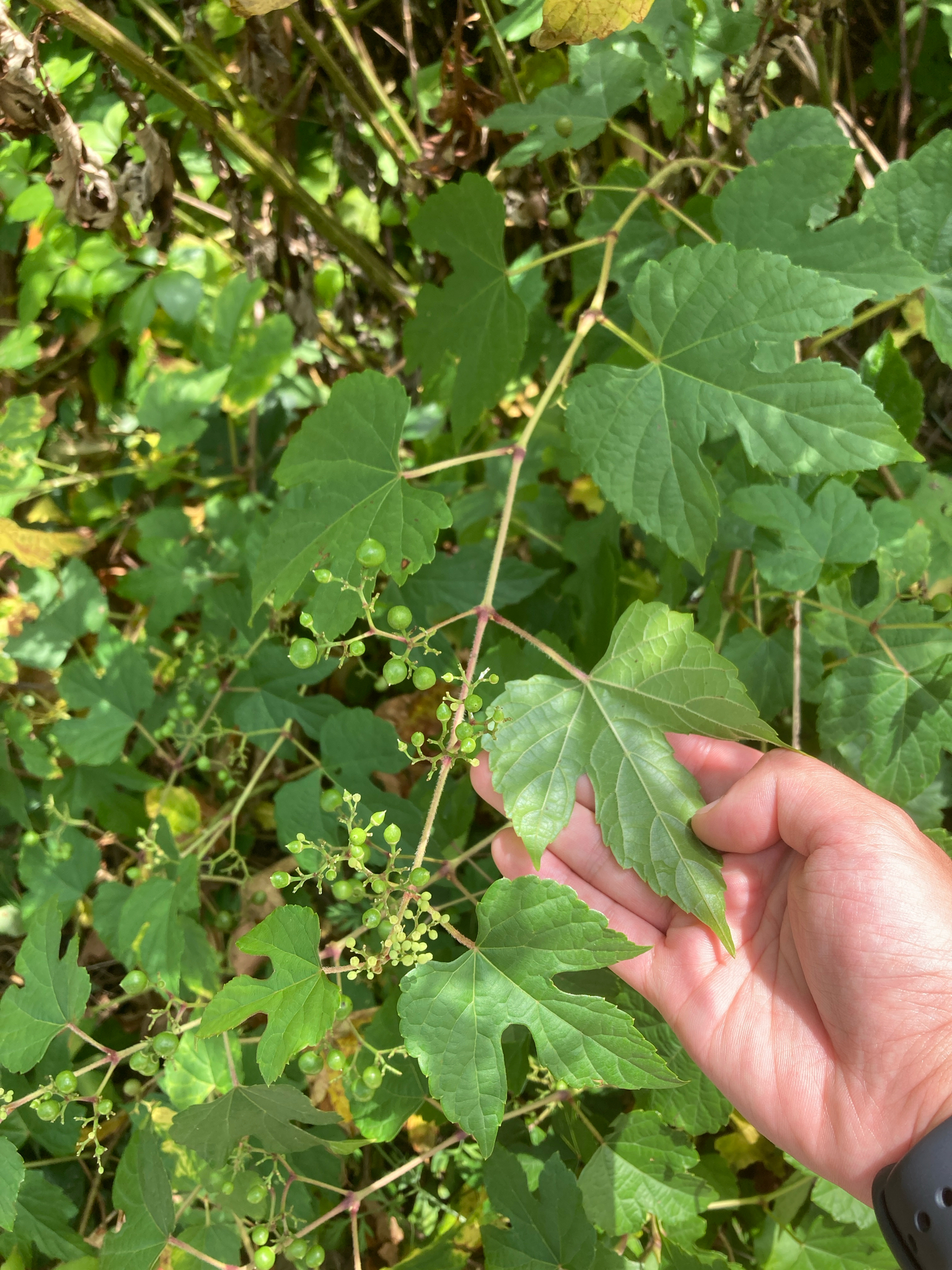 Ampelopsis Glandulosa (Ampelopsis glandulosa)
