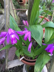 Bletilla