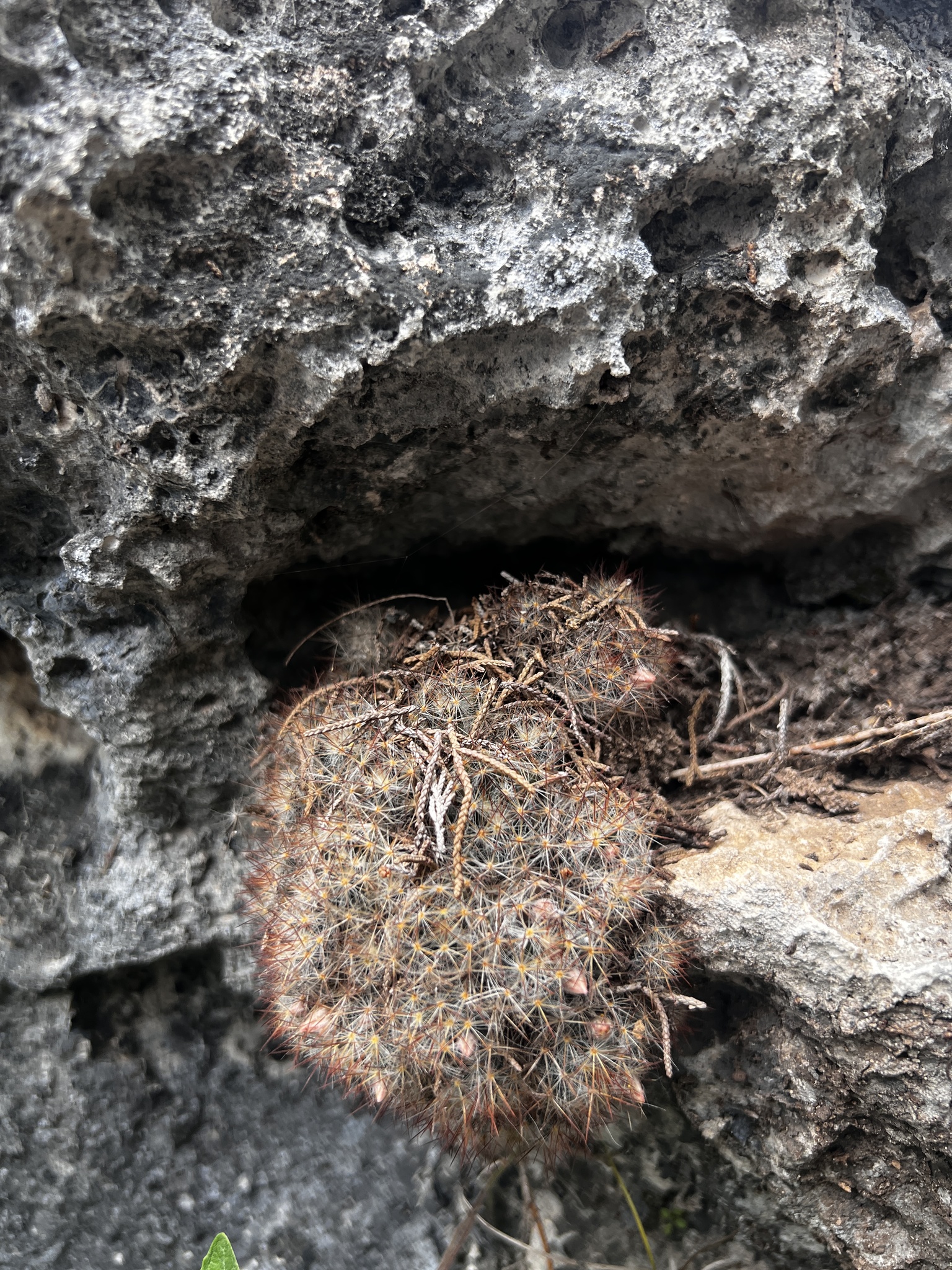 Texas Nipple Cactus (Mammillaria prolifera)