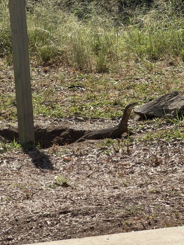 Yellow-spotted Monitor