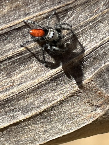 California Red Jumping Spider photo 6