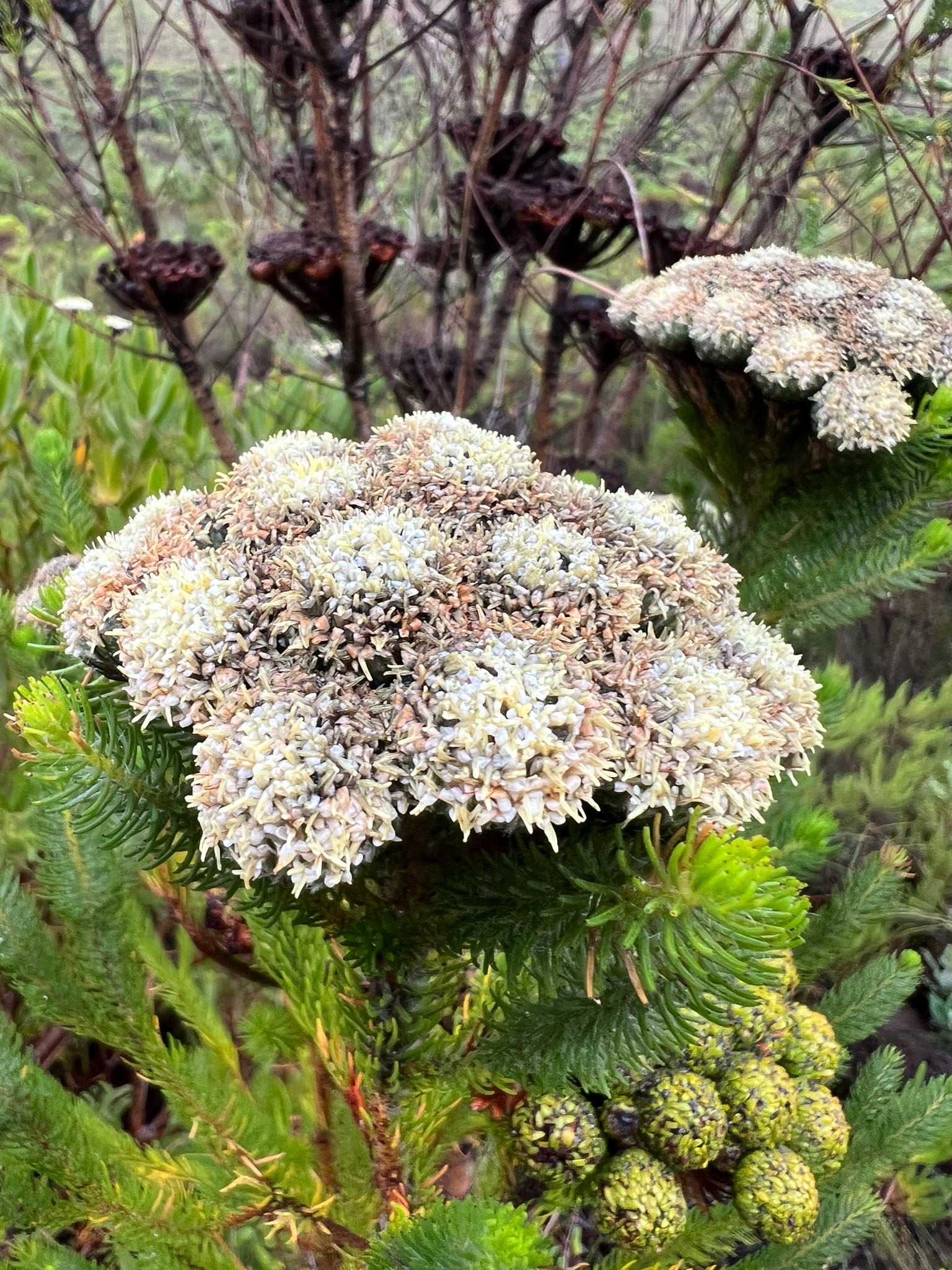 Berzelia Albiflora (Berzelia albiflora)