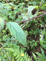 Hyptis capitata