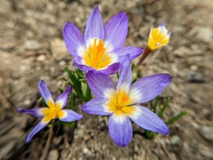 Crocus sublimis