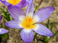 Crocus sublimis