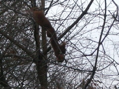 Sciurus vulgaris