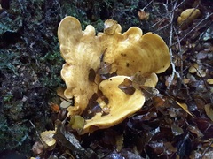 Multifurca stenophylla