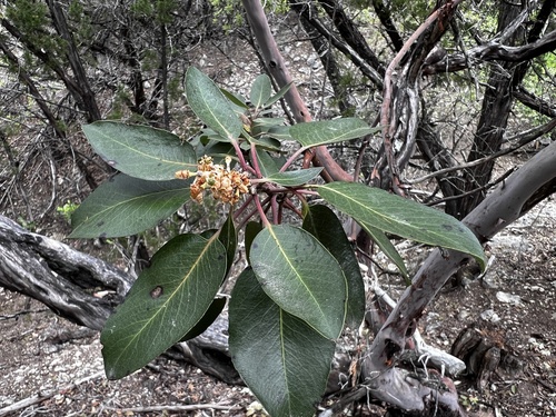 Texas madrone (Arbutus xalapensis)