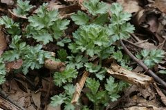 Artemisia vulgaris