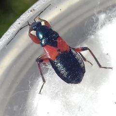 Prostemma aeneicolle