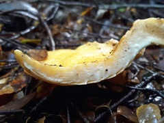 Multifurca stenophylla