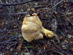 Multifurca stenophylla