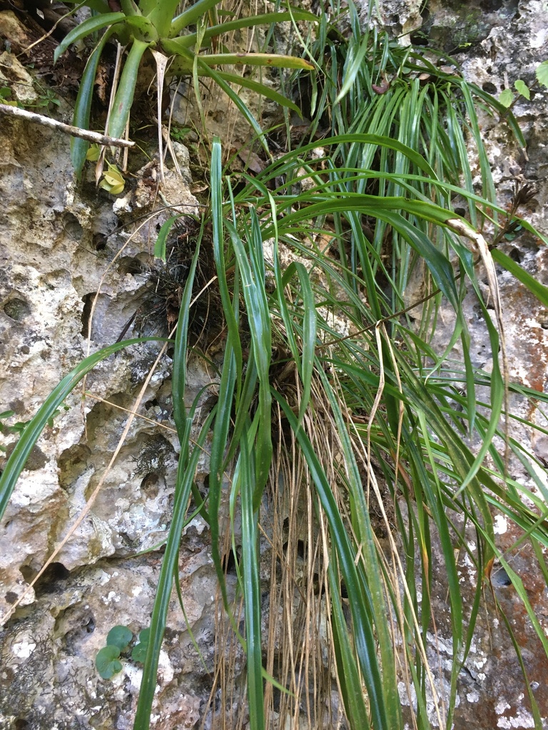 Pitcairnia domingensis