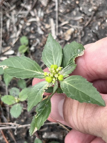 Toothed spurge