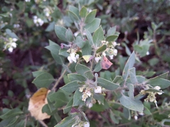 Arctostaphylos pilosula