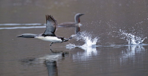 Red-throated Loon