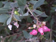 Arctostaphylos pilosula