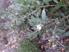 Arctostaphylos pilosula