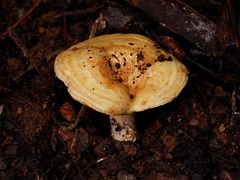 Multifurca stenophylla