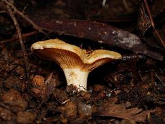 Multifurca stenophylla